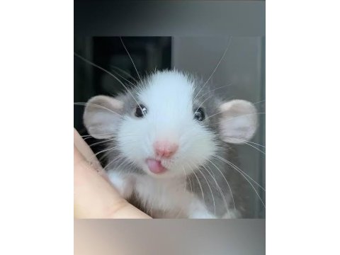 Full evcil zeka küpü rat yavrular