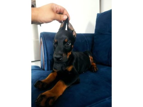 Eğitim çiftliğinden dev doberman