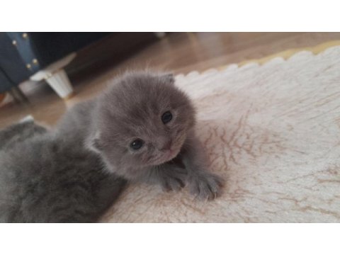 British shorthair gri yavru kedimiz