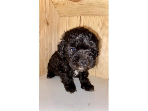 Erkek poodle yavrular
