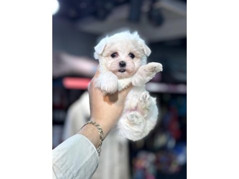 Maltese yavrular