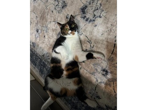Kısır aşılı çipli ev kedisi calico cinsi kedimiz