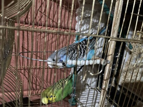 Pazarlık olur ele kola alışkın muhabbet kuşu