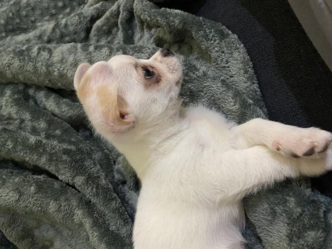 Tuvalet eğitimli erkek chihuahua 3 aylık erkek