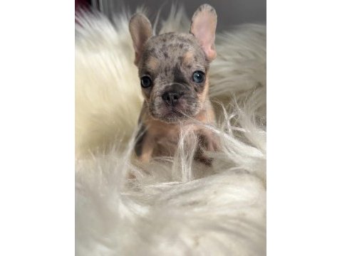 Ev bakımı french bulldog yavrularım