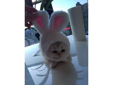 Son bir dişi pamuk british longhair