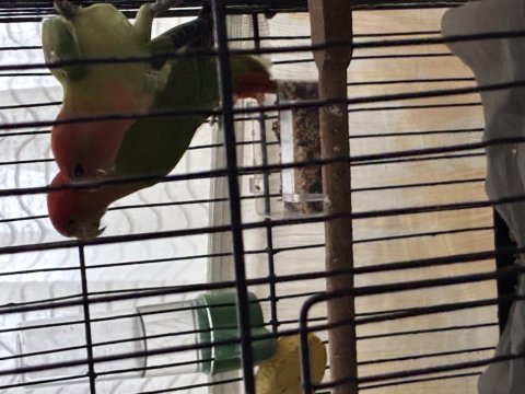 Yavru alınmış yumurta hazırlığında papağanlar