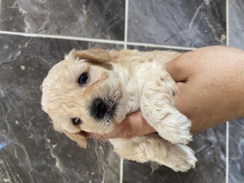 Orjinal maltipoo bebekler