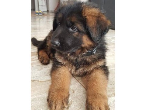 Son derece sağlıklı ve kaliteli alman kurdu bebekler