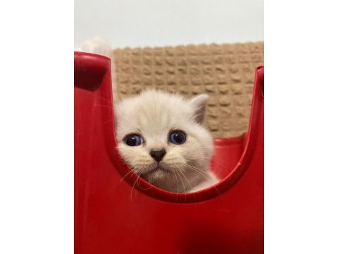 Scottish straight ve scottish fold cinsi yavrularım
