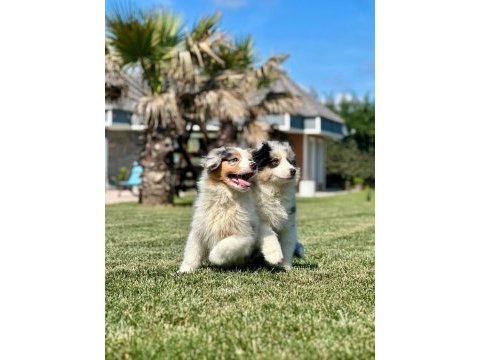 Enfes avustralya çoban köpeği yavruları