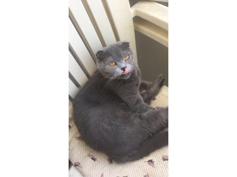 Minik prenses scottish fold