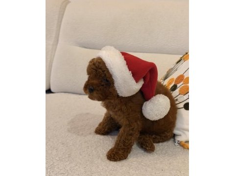 Kore kan toy poodle