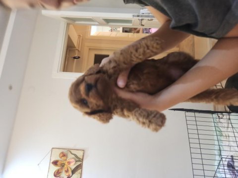 Son iki erkek poodle yavrumuz