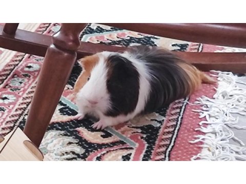 Guinea pig