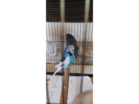 Üst vasıf show jumbo muhabbet çifti acil zararına