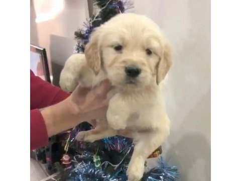 Golden retriever yavrular
