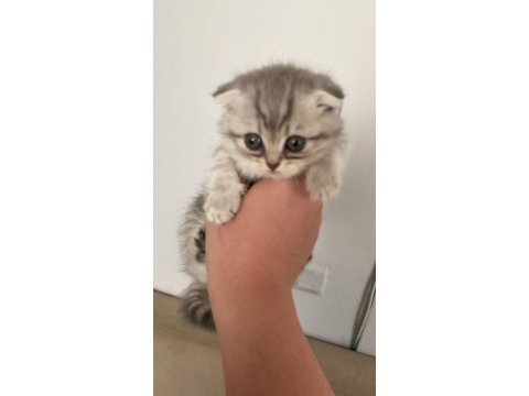 Anneleri british shorthair babaları scottish