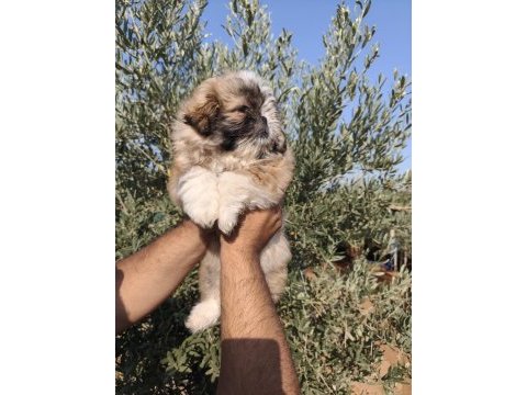 Shih tzu yavruları