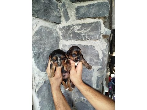 Sevimli yorkie yavrumuz mutluluk getirmeye hazır!