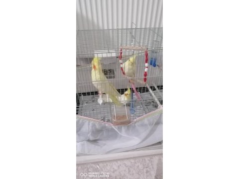 2,5 aylık sultan papağanları
