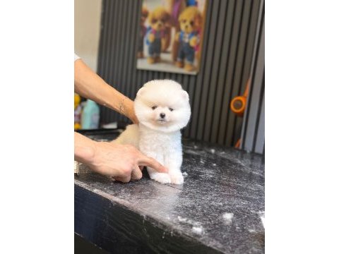 Pomeranian boo köpeğimiz