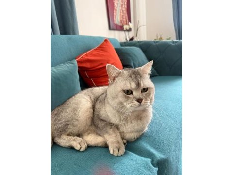 British shorthair 40 günlük
