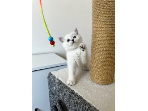 British shorthair yavrumuz yeni yuvasını arıyor