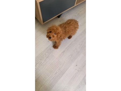6 aylık dişi toy poodle