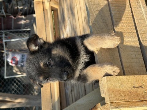 Safkan alman kurdu yavrularımız yeni yuvalarını bekliyor