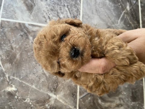 Orjinal toy poodle bebekler