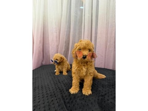 Teacup maltipoo 