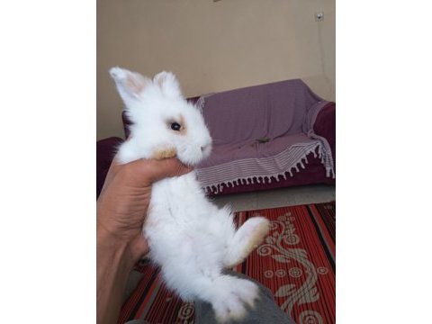 Teddy hollanda lop yavru tavşan