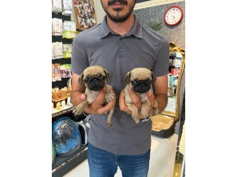 Irk ve sağlık garantili pug yavrularımız (mersin)