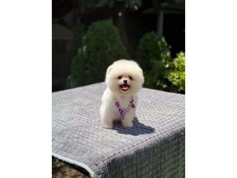 Ayıcık surat pomeranian boo yavrumuz