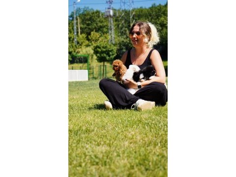 Sevimli maltipoo yavruları 