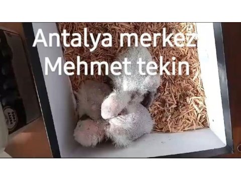 Antalya merkez bebek jako papağanı