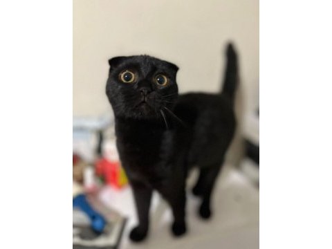 Siyah scottish fold için acil yuva aranıyor ücretsiz