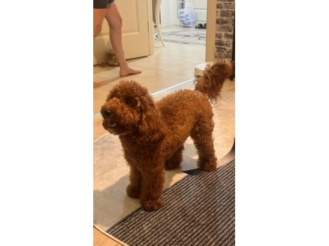 Poodle oğlumuza eş arıyoruz