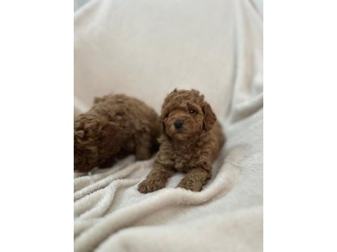 Aşılı wc eğitimli toy poodle yavrular