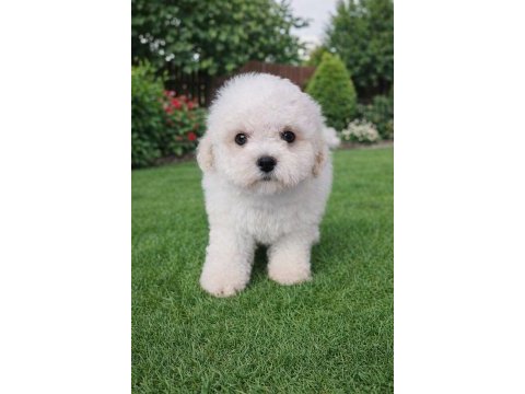 Beyaz bulut bichon frise yavrular