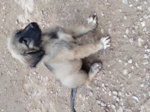 Karabaş kurtboğan cinsi kangal