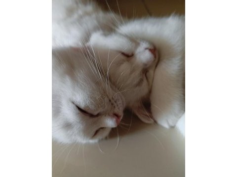 Beyaz scottish fold