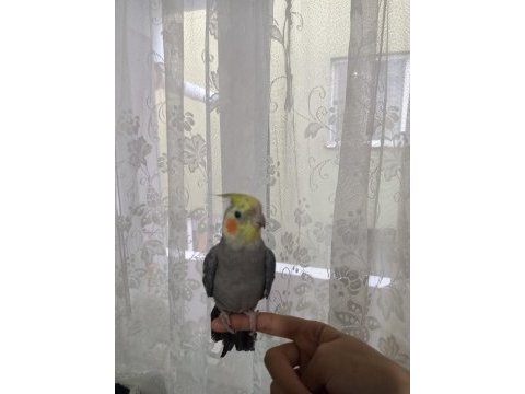 Uyguna verilecek full evcil 6-8 aylık sultan papağanı