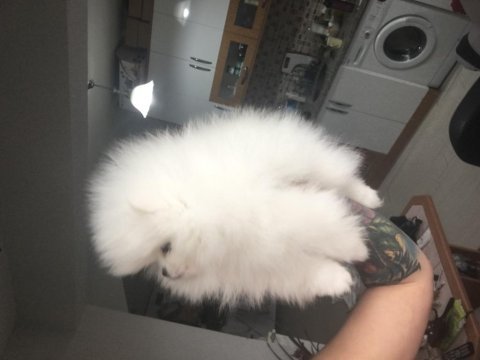 Teddy bear surat teacup pomeranian erkek