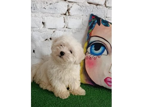 Maltese terrier minik dostlar