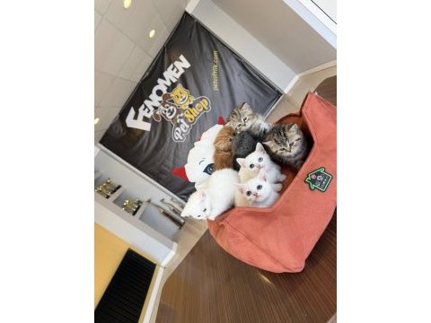 Kedi dünyasından renk renk brıtısh yavrular ankara