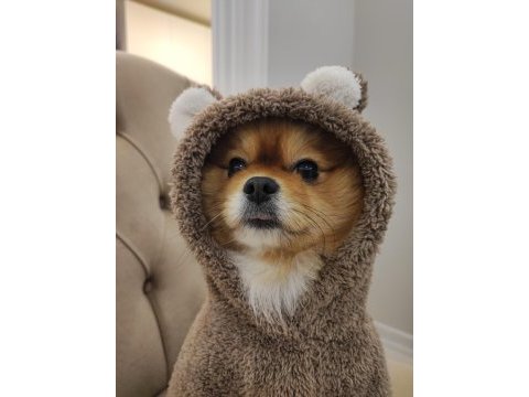 Çiftleşmeye uygun dişi pomeranian aranıyor