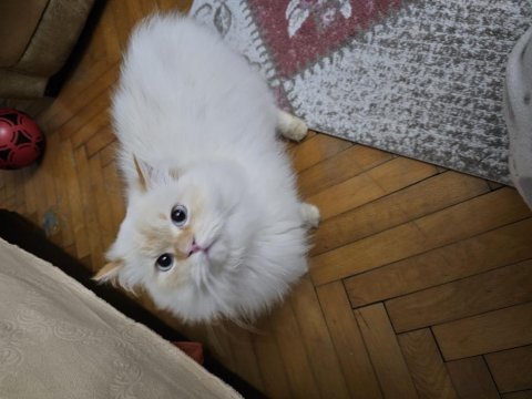 Erkek british longhair