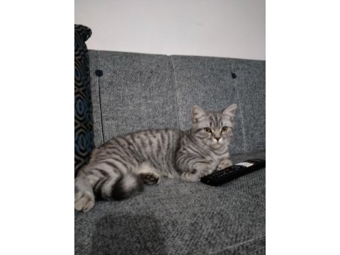 British shorthair 8 aylık erkek kedimiz